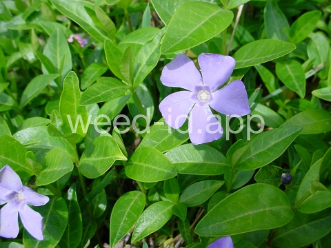 periwinkle, common